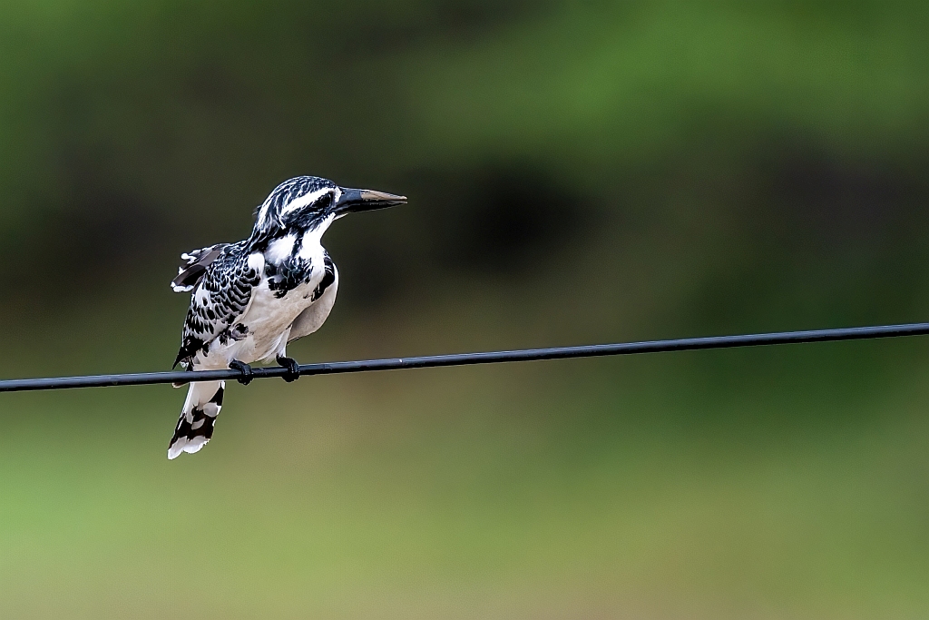 Pied Kingfisher